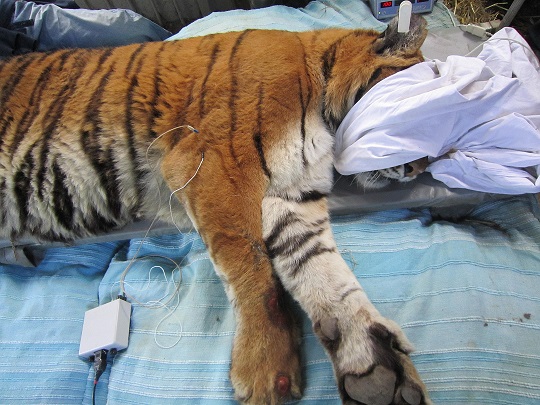 Elettromigtigre