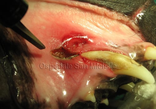 chirurgia-orale-con-laser-