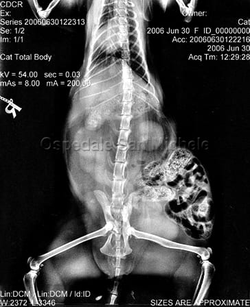 radiografia_gatto