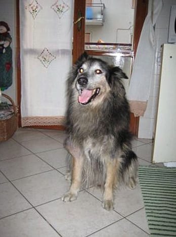 akita01
