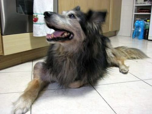 Akita