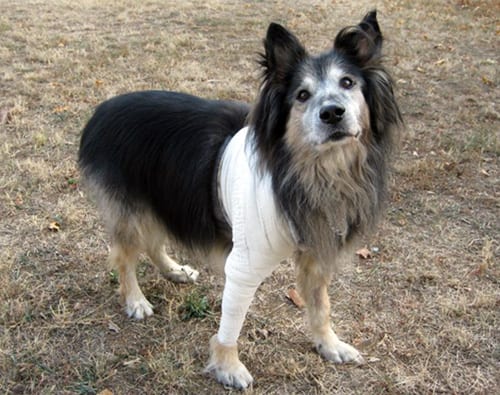 akita04
