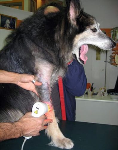 akita06