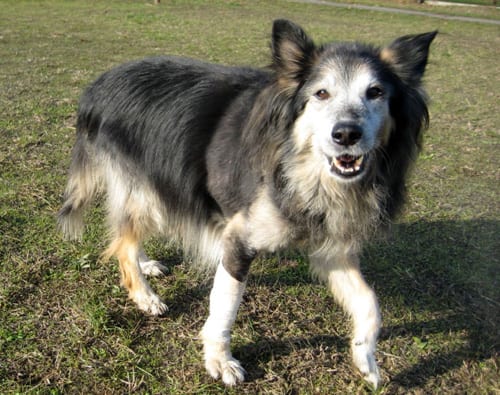 akita07