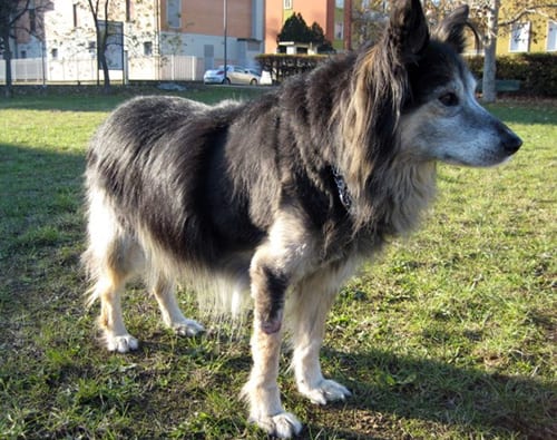 akita09