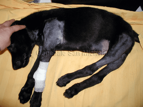 Infezione da Neospora in un cane di 3 mesi