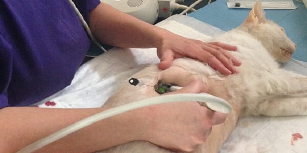 Ecografia veterinaria