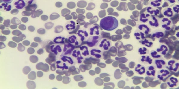 esami ematochimici e citologici veterinari